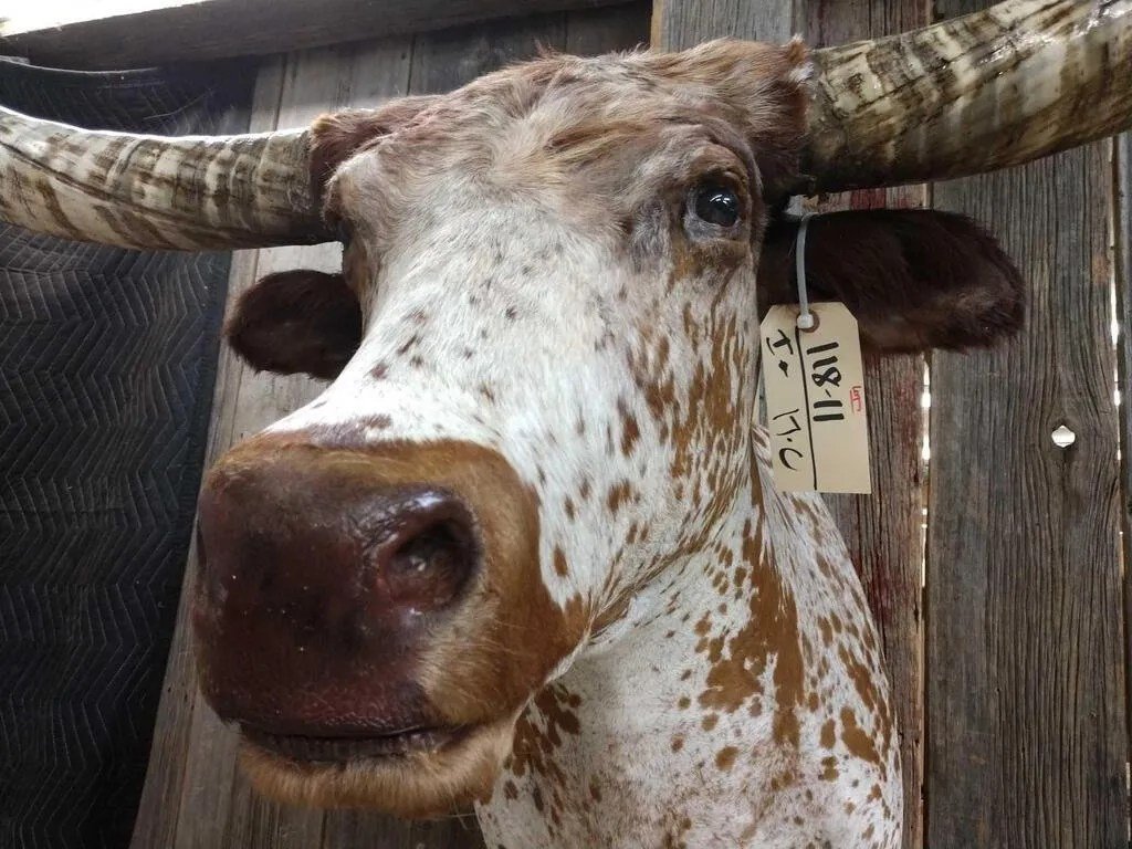 Texas Longhorn Steer Taxidermy Shoulder Mount - Image 4