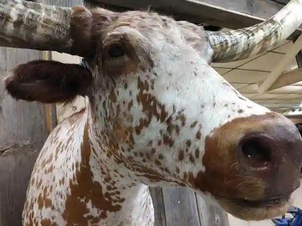 Texas Longhorn Steer Taxidermy Shoulder Mount - Image 5