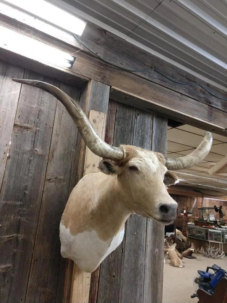 Texas Longhorn Steer taxidermy shoulder mount - Image 2