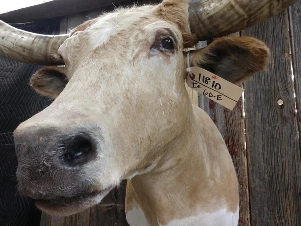 Texas Longhorn Steer taxidermy shoulder mount - Image 3