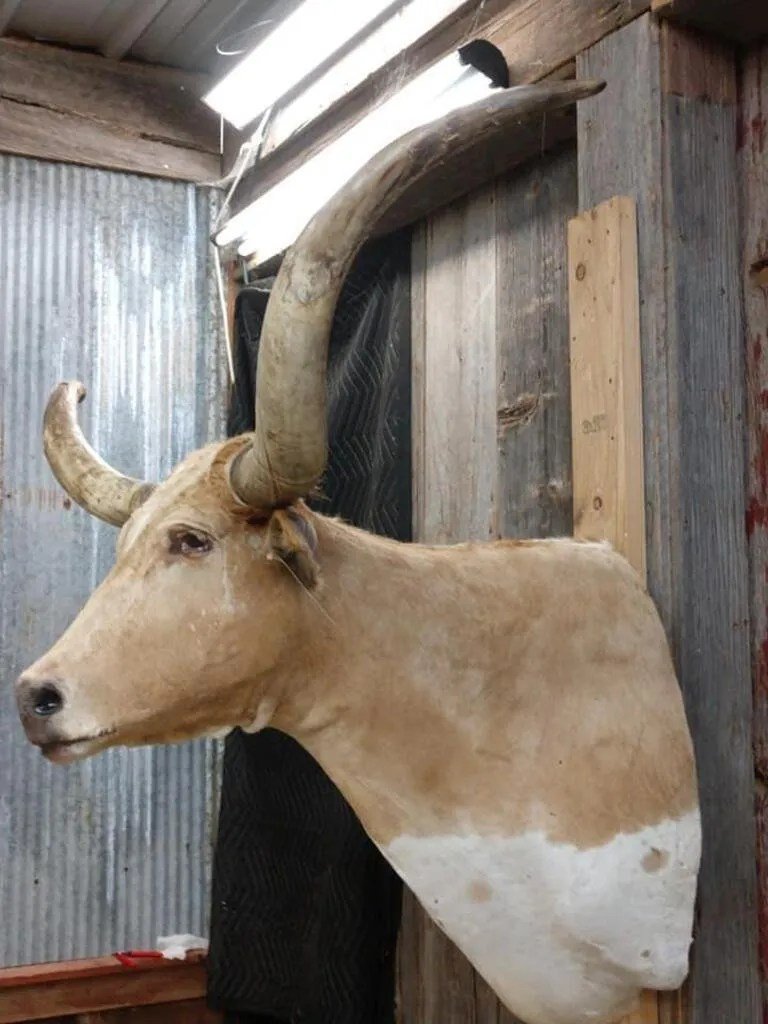 Texas Longhorn Steer taxidermy shoulder mount - Image 4