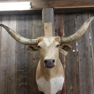 Texas Longhorn Steer taxidermy shoulder mount