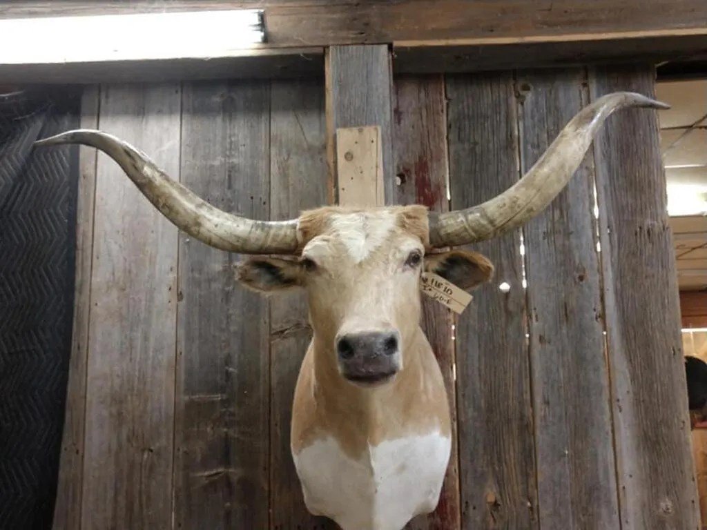 Texas Longhorn Steer taxidermy shoulder mount