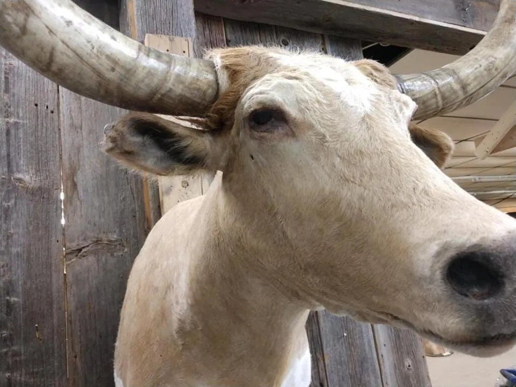 Texas Longhorn Steer taxidermy shoulder mount - Image 5