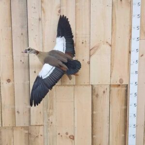 Egyptian Goose Taxidermy Bird Mount