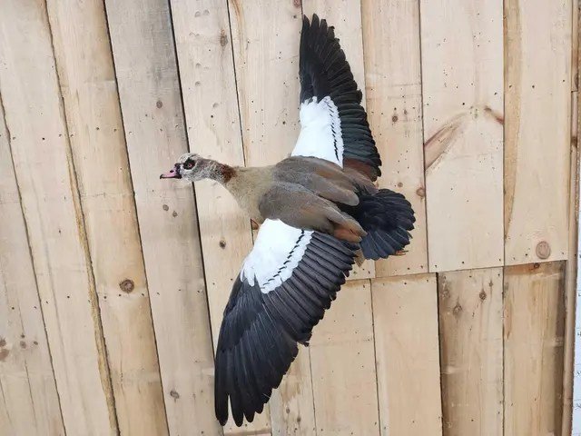 Egyptian Goose Taxidermy Bird Mount - Image 4