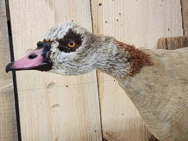 Egyptian Goose Taxidermy Bird Mount - Image 3
