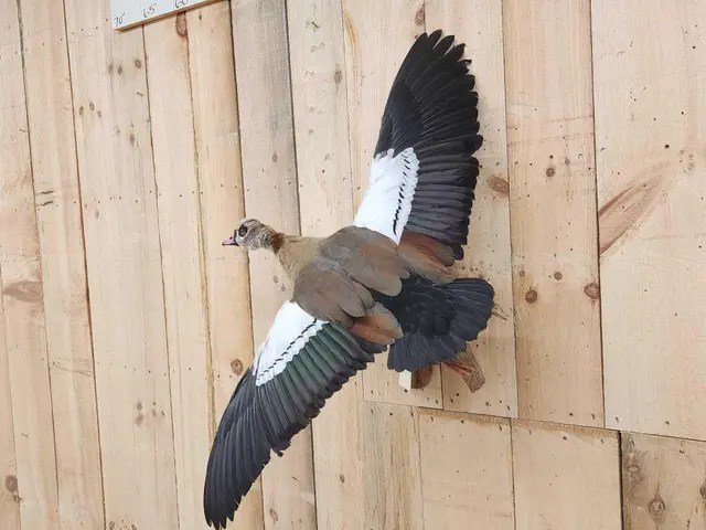 Egyptian Goose Taxidermy Bird Mount - Image 2
