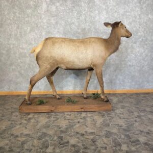 Rocky Mountain Cow Elk Taxidermy Life-Size Mount