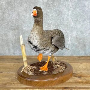 Specklebelly Goose Taxidermy Bird Mount
