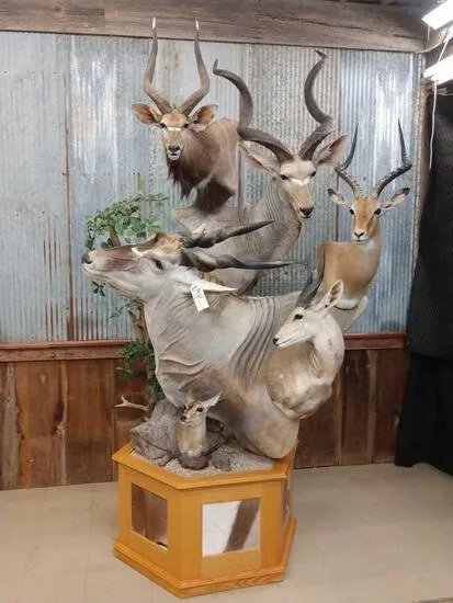 African Mountain multiple taxidermy mount - Image 4
