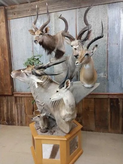 African Mountain multiple taxidermy mount - Image 3