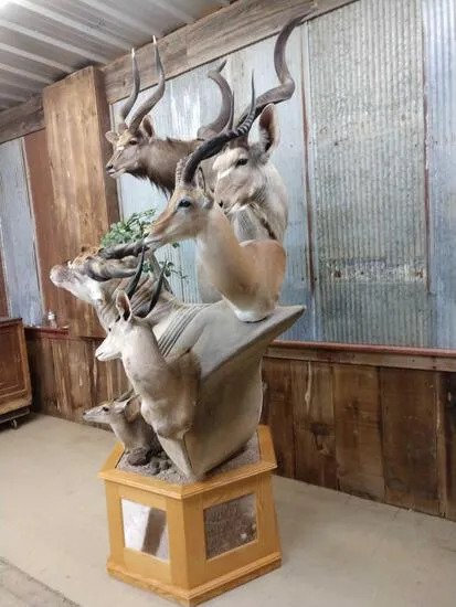 African Mountain multiple taxidermy mount - Image 2