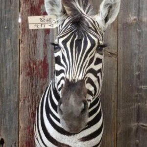 African Mounted Zebra Shoulder Taxidermy