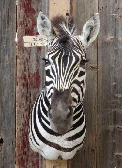African Mounted Zebra Shoulder Taxidermy