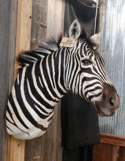 African Mounted Zebra Shoulder Taxidermy - Image 5