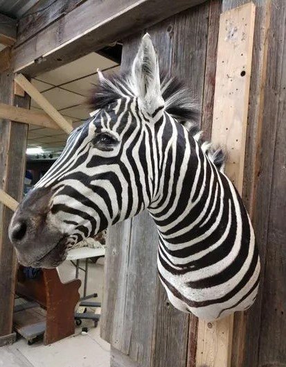 African Mounted Zebra Shoulder Taxidermy - Image 4