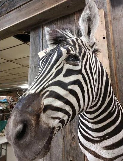 African Mounted Zebra Shoulder Taxidermy - Image 3
