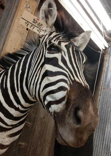 African Mounted Zebra Shoulder Taxidermy - Image 2