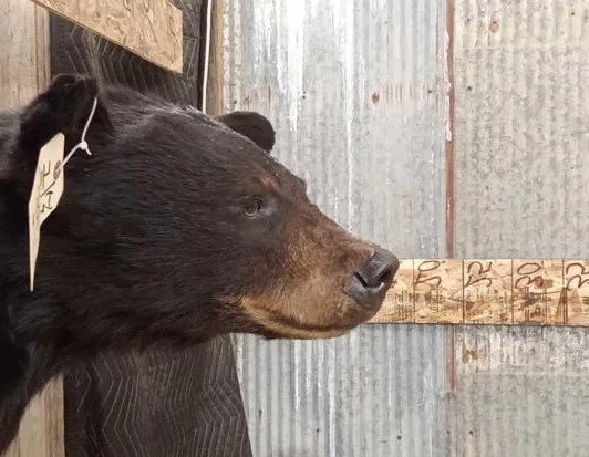 Black Bear Mount Shoulder Taxidermy - Image 5