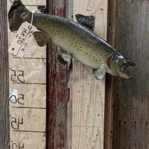 Trout Fish Real Skin Taxidermy