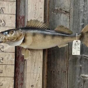 Walleye Taxidermy Fish Mount