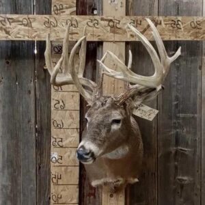 Wild Iowa Whitetail Deer Shoulder Mount