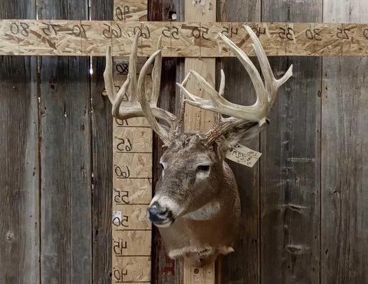 Wild Iowa Whitetail Deer Shoulder Mount