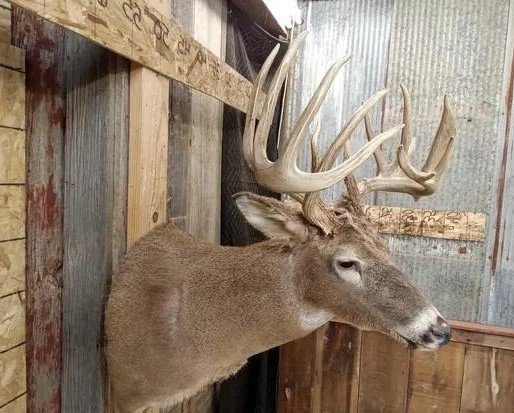 Wild Iowa Whitetail Deer Shoulder Mount - Image 5