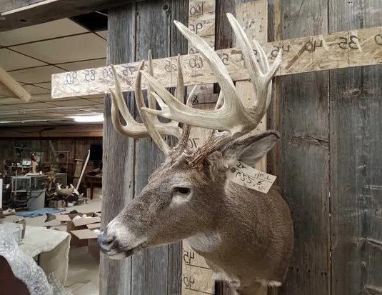 Wild Iowa Whitetail Deer Shoulder Mount - Image 2