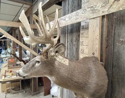 Wild Iowa Whitetail Deer Shoulder Mount - Image 4