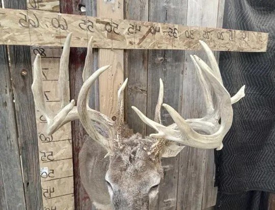 Wild Iowa Whitetail Deer Shoulder Mount - Image 3