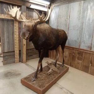 Canadian Moose Full Body Taxidermy Mount