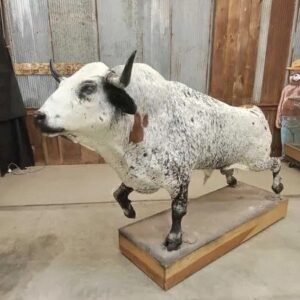 Mexican Fighting Bull Taxidermy Mount