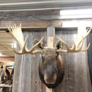 Amazing Wide Moose Mount Shoulder Taxidermy