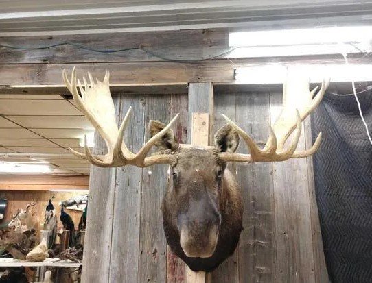 Amazing Wide Moose Mount Shoulder Taxidermy