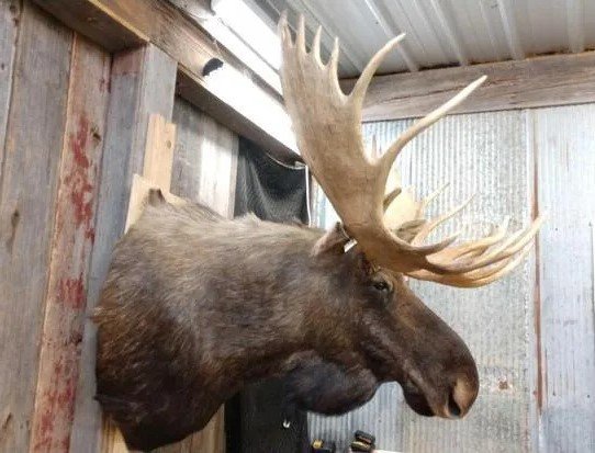 Amazing Wide Moose Mount Shoulder Taxidermy - Image 2