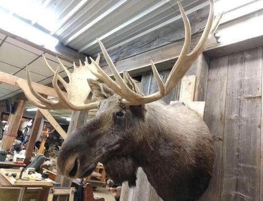 Amazing Wide Moose Mount Shoulder Taxidermy - Image 3