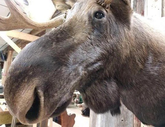 Amazing Wide Moose Mount Shoulder Taxidermy - Image 5