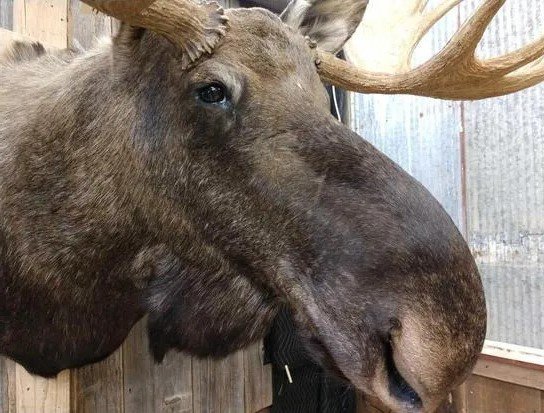 Amazing Wide Moose Mount Shoulder Taxidermy - Image 4