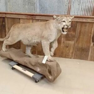 Mountain Lion Full Body Taxidermy Mount