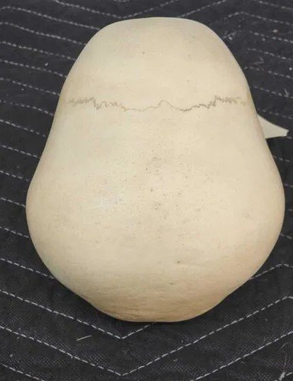 Real Human Skull Oddities Complete - Image 4