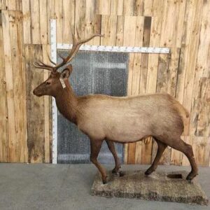 Elk Mount Full Body Taxidermy