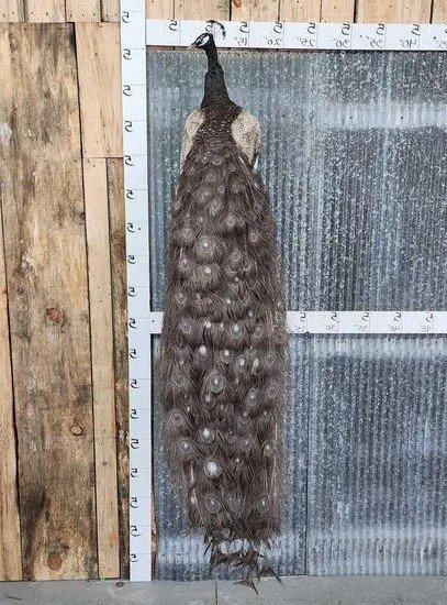 Awesome Pied Opal Peacock Taxidermy Bird Mount - Image 2