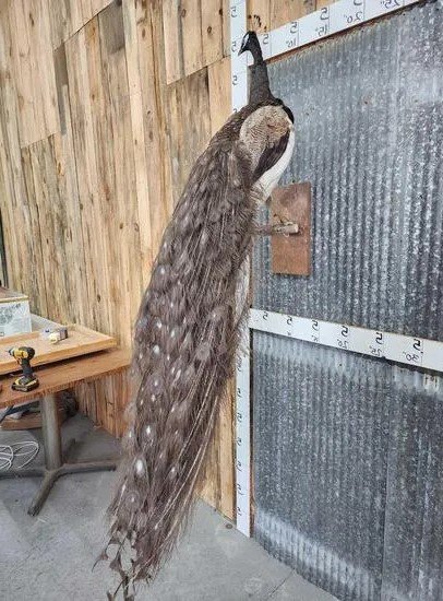 Awesome Pied Opal Peacock Taxidermy Bird Mount - Image 3