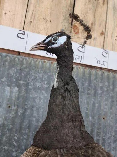 Awesome Pied Opal Peacock Taxidermy Bird Mount - Image 4