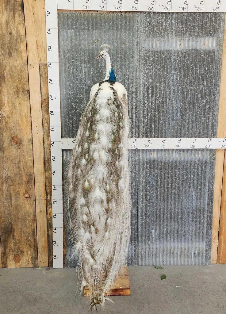 Beautiful Pied Peacock Taxidermy Mount - Image 2