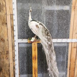 Beautiful Pied Peacock Taxidermy Mount