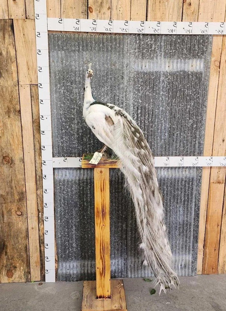 Beautiful Pied Peacock Taxidermy Mount