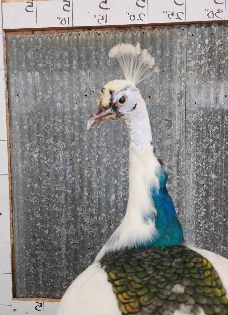 Beautiful Pied Peacock Taxidermy Mount - Image 3